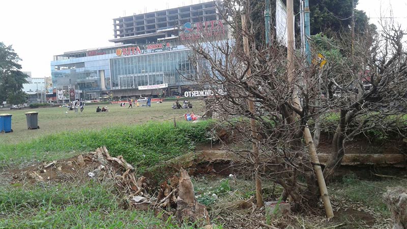 Rumput Alun-alun Tanpa Perbaikan, Penanganan Beringin Tunggu Bupati Baru