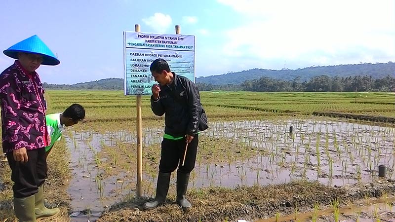 Sistem Sawah Basah Kering Mulai Dikembangkan di Sumpiuh