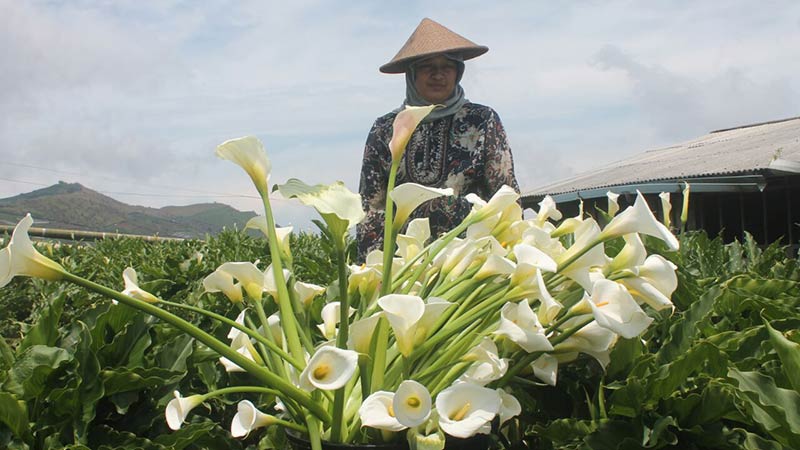 Petani Kentang Dieng Beralih Tanam Kala Lili