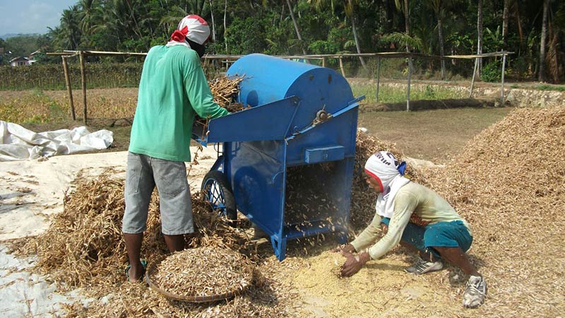 ini Sebabnya Petani Banyumas Lebih Lirik Kacang Hijau Ketimbang Kedelai