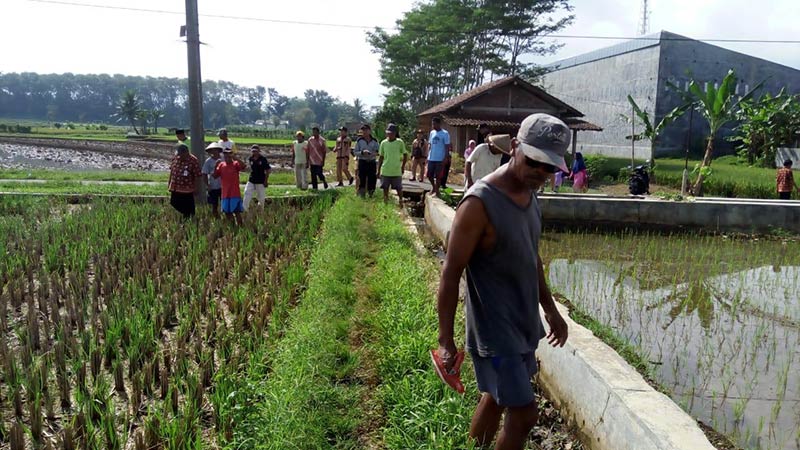 Ratusan Hektare Lahan Padi Terancam Gagal Panen