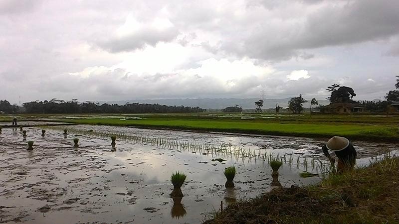 Banyumas Krisis Tenaga Kerja Sektor Pertanian