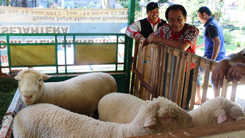 Bupati Bupati Ikut Ramaikan Kontes Dombat