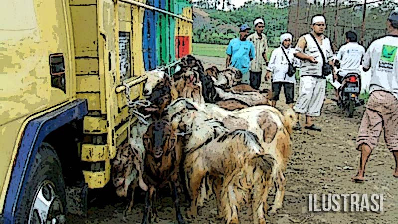 Bantuan Kambing Untuk Warga Miskin Dinilai Kurang Optimal