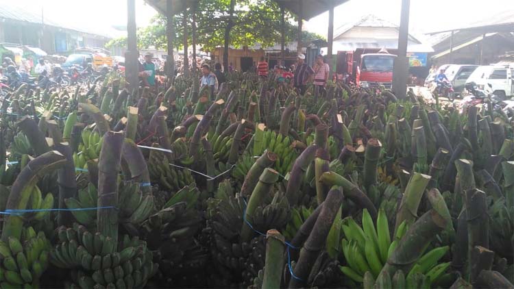 Musim Kemarau, Harga Pisang Anjlok