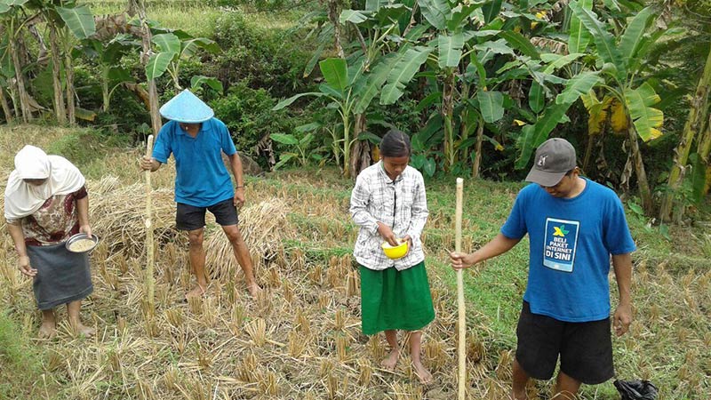 Target Kedelai di Kecamatan Tambak Sulit Terpenuhi