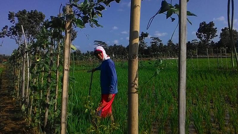 Musim Kemarau, Harga Sayuran Meroket