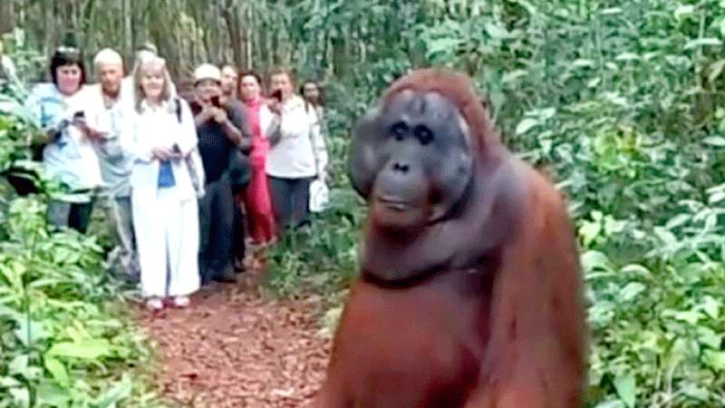 Orang Utan Jadi Pemandu Wisata