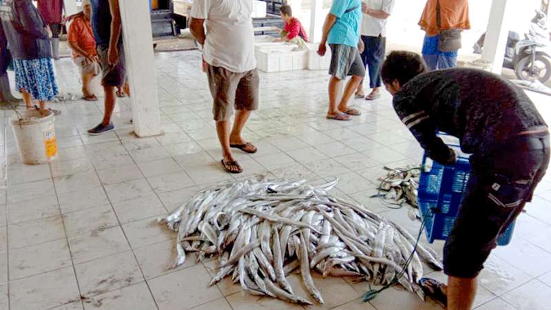 Penjualan Ikan di TPI Pandanarang Cilacap Selatan Turun Hingga 50 Persen