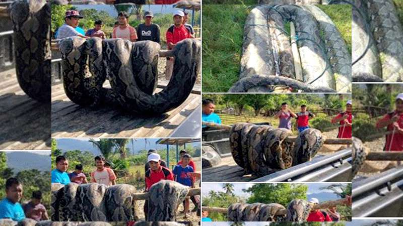 Piton Raksasa Gegerkan Sulawesi Tenggara