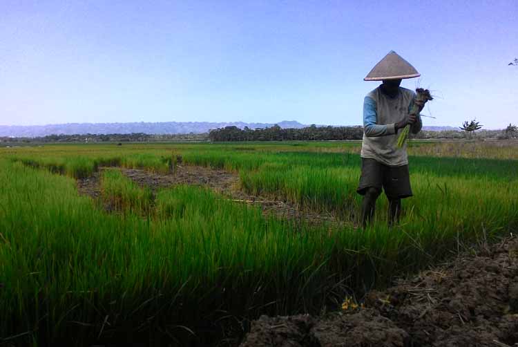 Ratusan Hektare Sawah Terancam Gagal Panen