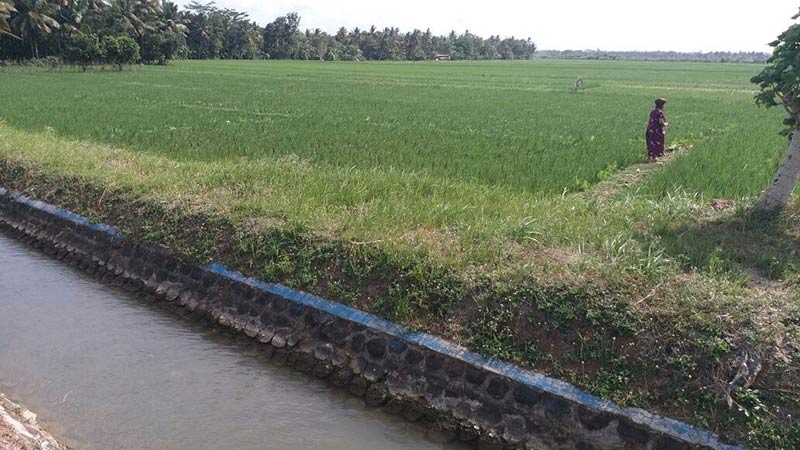 Musim Kemarau, Petani di Kemranjen Andalkan Irigasi