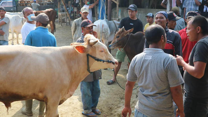 Potong Sapi Betina Produktif Akan Disanksi