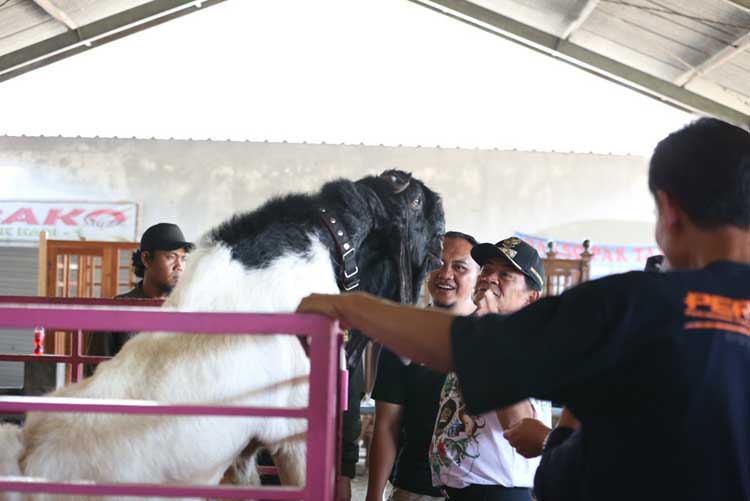 Kualitas Kambing Kaligesing Diuji