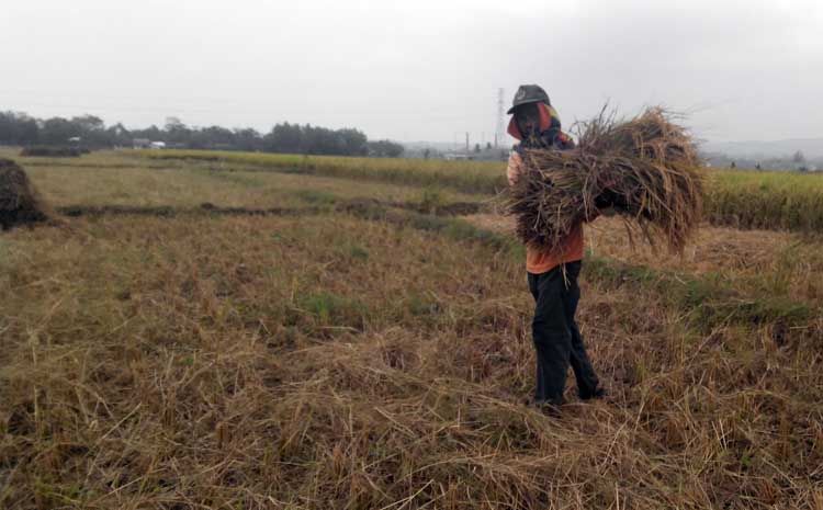 Kemarau, Panenan Menganti Anjlok