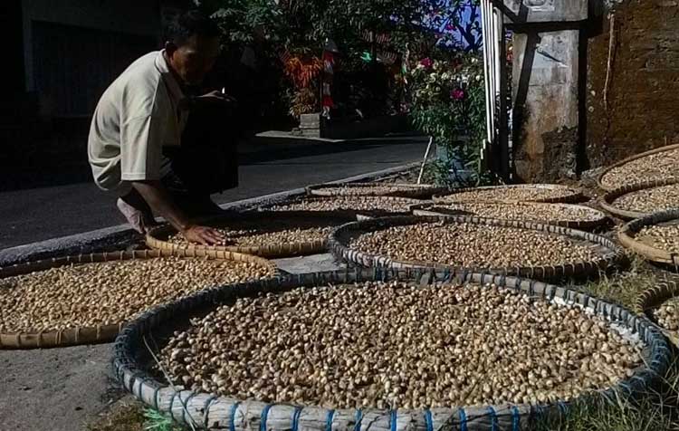 Minim, Produksi Kapulaga