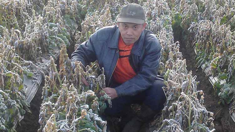 Bun Upas Hancurkan Puluhan Hektar Tanaman