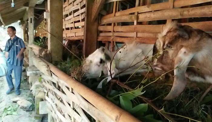 Kambing Kurban Sepi Pembeli