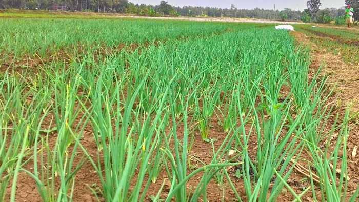 Bawang Merah Coba Ditanam di Sumpiuh