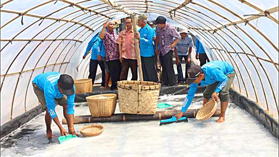 Warga Mirit Panen Perdana Garam