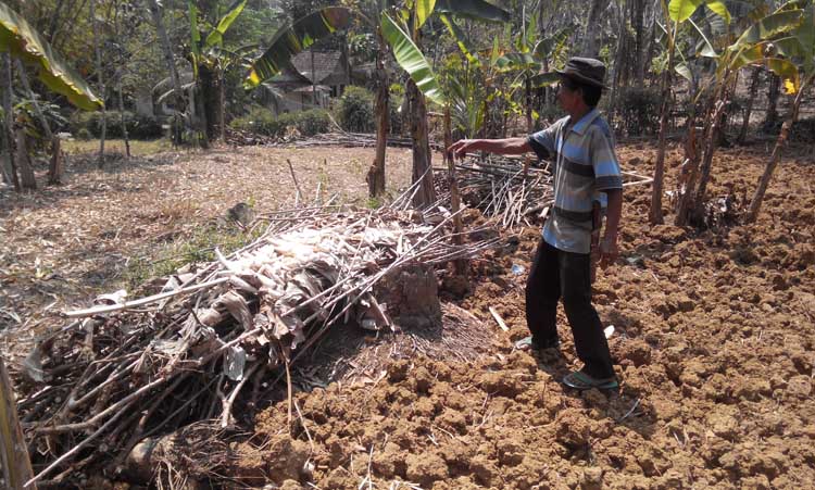 Kawanan Celeng Serang Perkebunan Warga