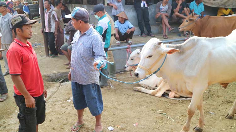 Harga Sapi Merangkak Naik