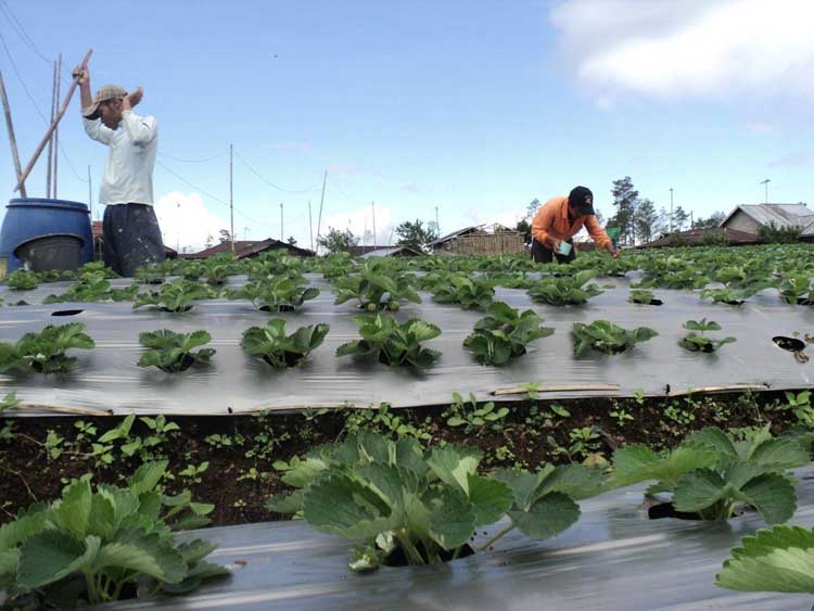 Serang Hasilkan  1 Ton Stroberi Perhari