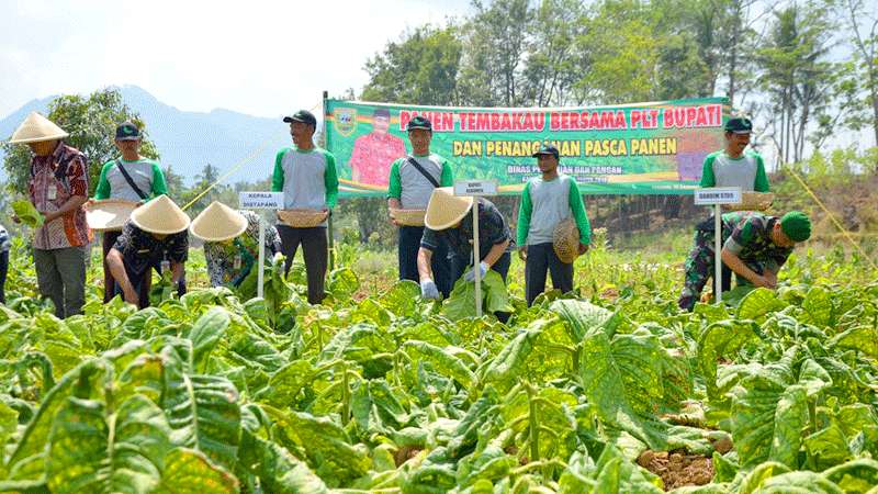 Harga Tembakau Kebumen Anjlok