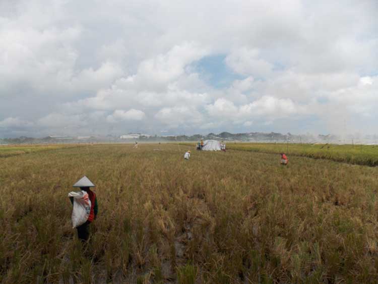 Kemarau Panjang, 16.000 Hektare Sawah di Cilacap Tidak Bisa Ditanami