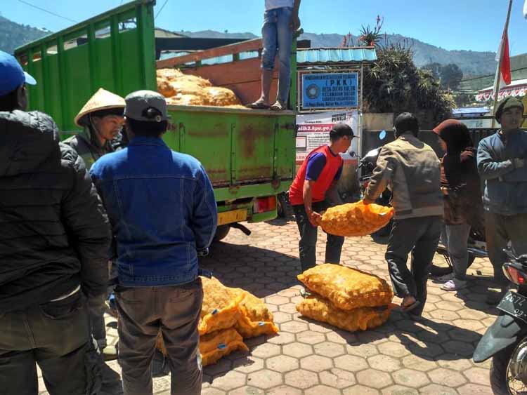 Bun Upas, 100 Hektare Kentang Mati