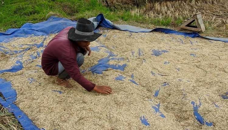 Disubsidi, Petani Belum Sejahtera