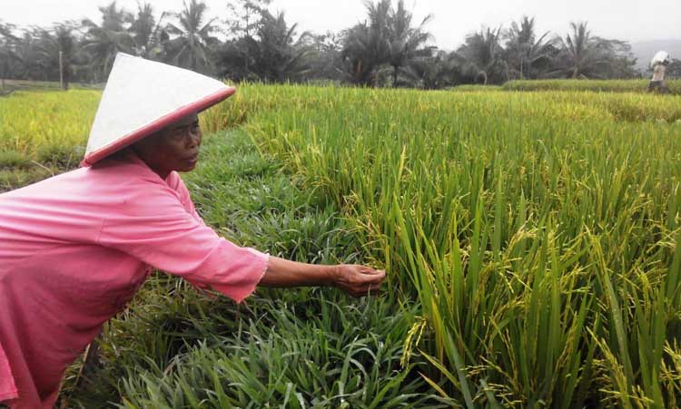 Ulat Menyerang, Produksi Padi Terancam Turun