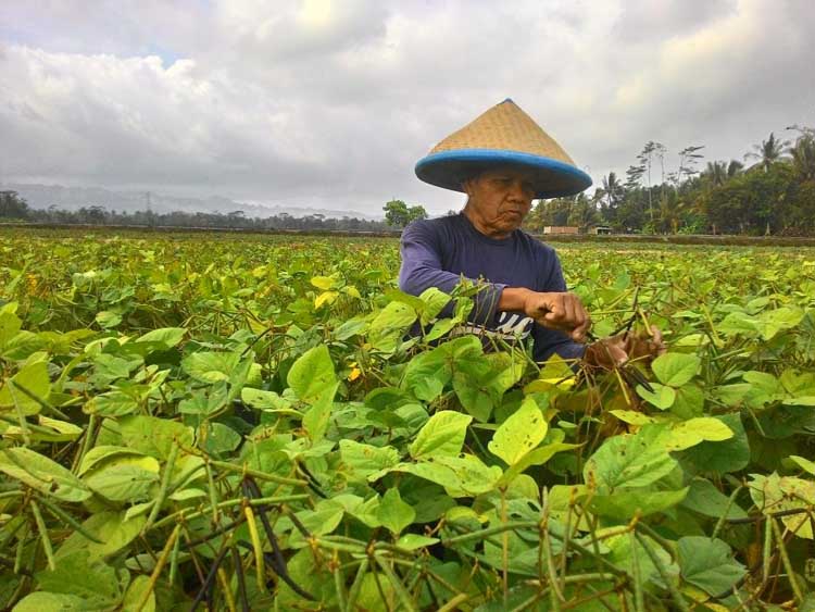 Tanaman Kacang Hijau Diserang Tikus