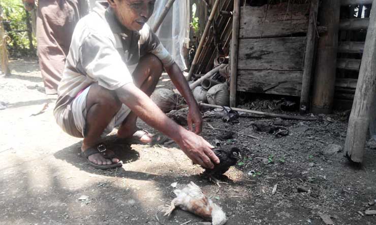 Ayam Bantuan Pemerintah Mati Mendadak