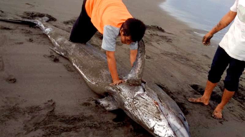 Ikan Marlin Terdampar di Pantai Ambal