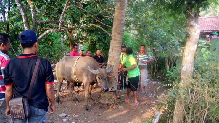 Sedekah Bumi, 78 Kambing dan 1 Kerbau Dikorbankan