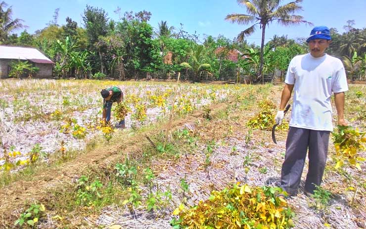 Kekeringan, Panen Kedelai Tak Maksimal