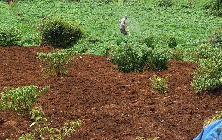 Kemarau, Petani Andalkan Rembesan