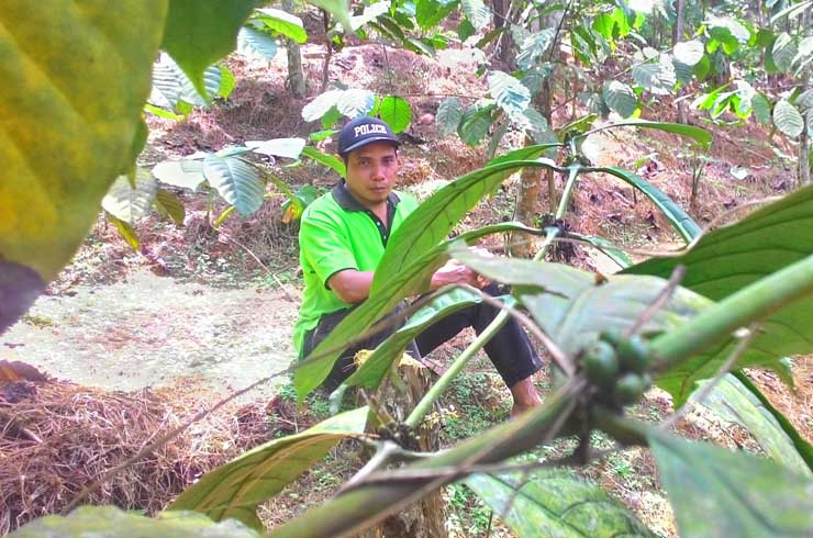 Produksi Kopi Desa Watuagung Tak Maksimal