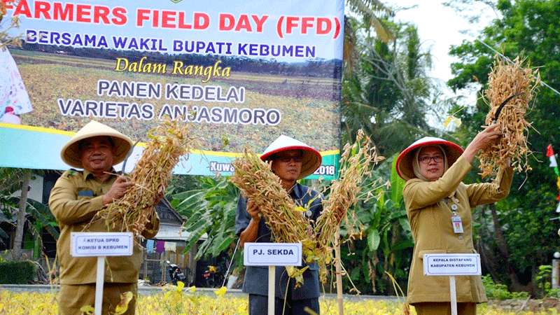 Produktivitas Kedelai di Kebumen Lampaui Target