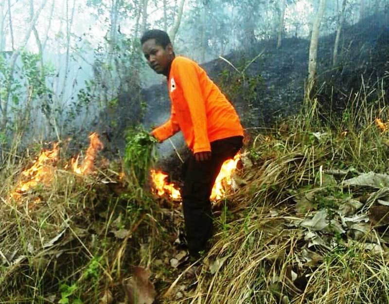 Puluhan Hektar Hutan Rakyat Terbakar