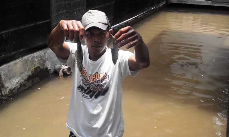 Sungai Prukut Keruh, Ratusan Ikan Warga Mati