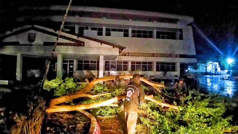 Diguyur Hujan, Pohon Asem Belanda Depan Kantor Dinas Pendidikan Kebumen Roboh