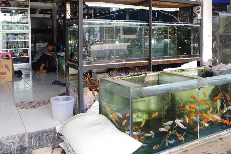 Pedagang Pasar Ikan Hias Harapkan Kanopi