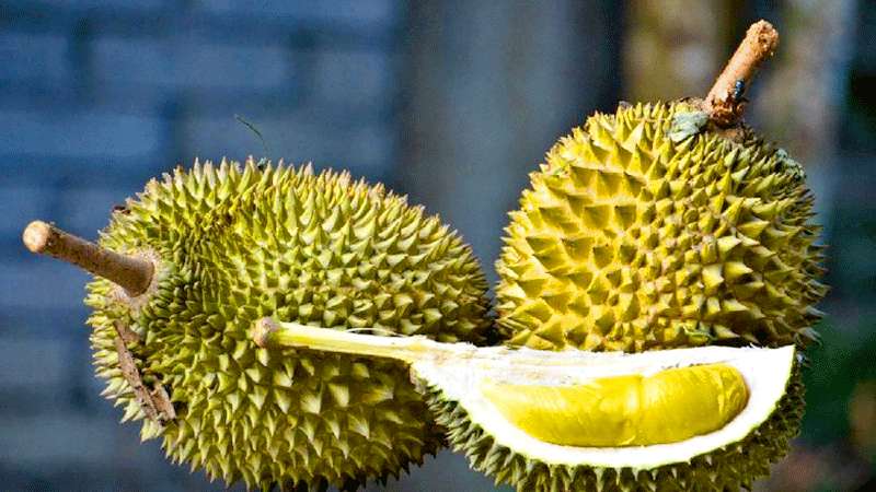 Penumpang Protes Bau Durian di Pesawat