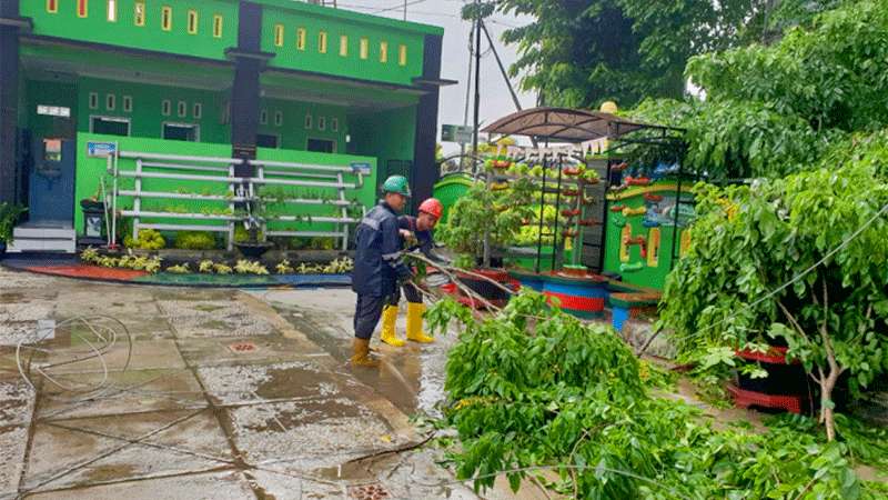 Pohon Angsana Tumbang, Kota Kebumen Padam Listrik