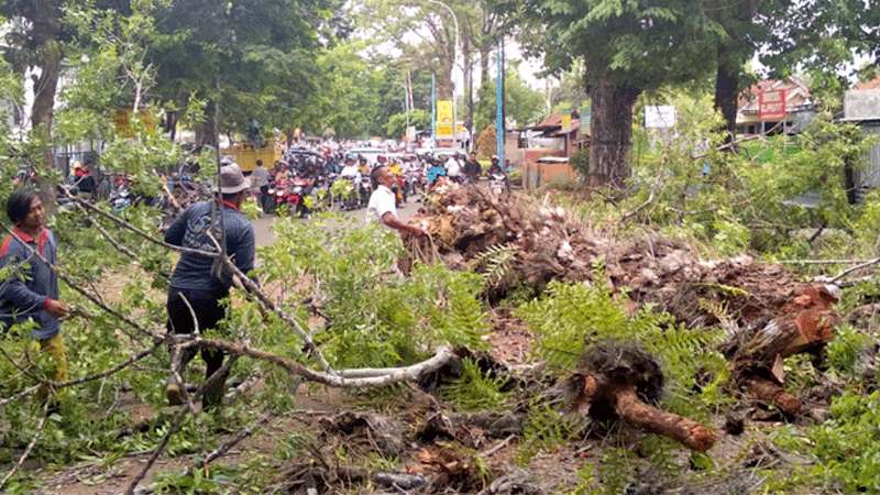 Pohon Berusia Ratusan Tahun di Depan Royal Cafe Kebumen Ditebang