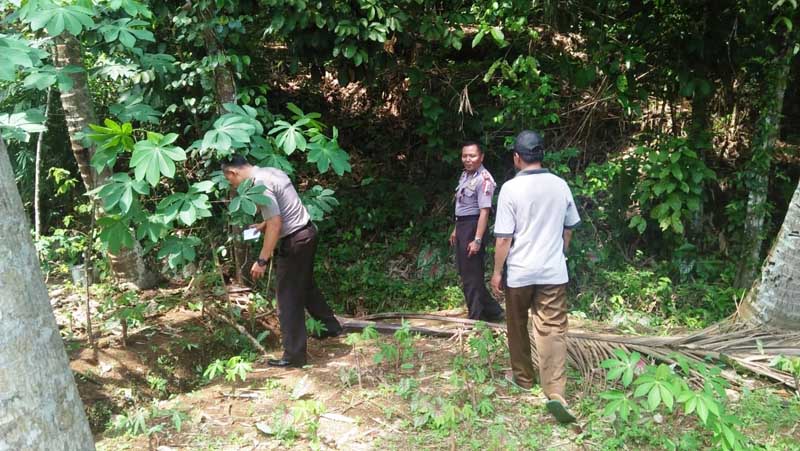 Penderes Tewas Jatuh dari Pohon Kelapa