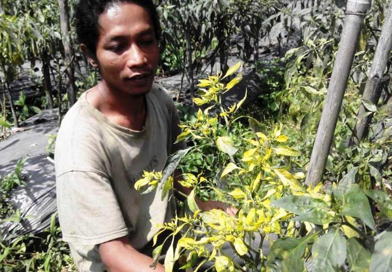 Puluhan Hektar Tanaman Cabai Terserang Virus Kuning