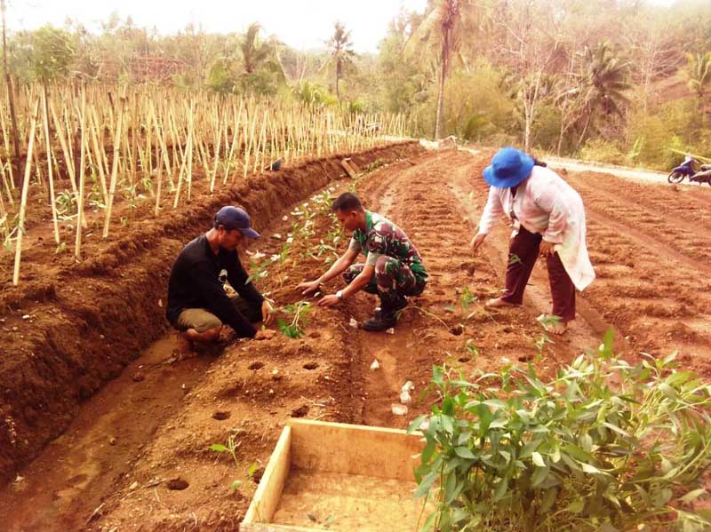 Cuaca Tidak Menentu, Petani Tanam Cabai